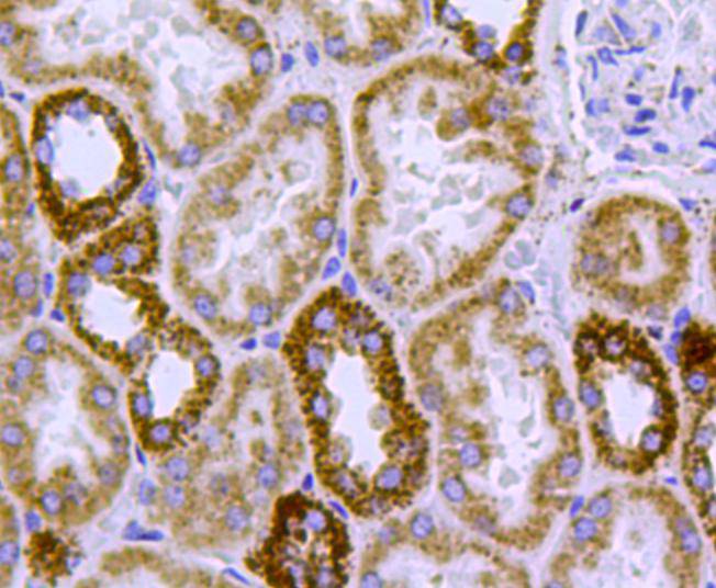 Immunohistochemical analysis of paraffin-embedded human kidney tissue with Mouse anti-HSP60 antibody (EM00704) at 1/50 dilution.<br />
<br />
The section was pre-treated using heat mediated antigen retrieval with Tris-EDTA buffer (pH 9.0) for 20 minutes. The tissues were blocked in 1% BSA for 20 minutes at room temperature, washed with ddH2O and PBS, and then probed with the primary antibody (EM00704) at 1/50 dilution for 1 hour at room temperature. The detection was performed using an HRP conjugated compact polymer system. DAB was used as the chromogen. Tissues were counterstained with hematoxylin and mounted with DPX.