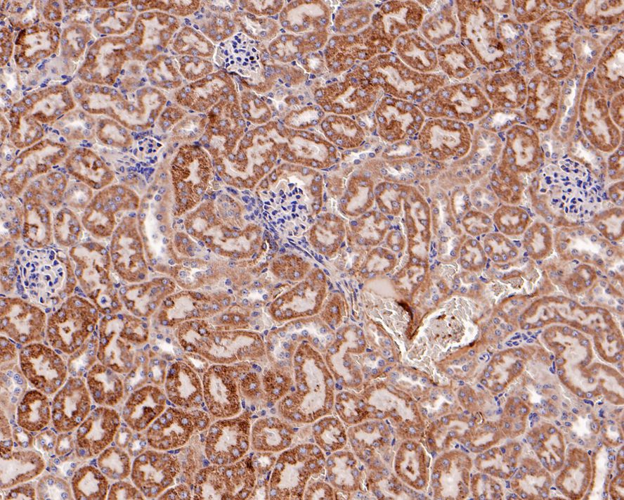 Immunohistochemical analysis of paraffin-embedded mouse kidney tissue with Mouse anti-HSP60 antibody (EM00704) at 1/1,000 dilution.<br />
<br />
The section was pre-treated using heat mediated antigen retrieval with Tris-EDTA buffer (pH 9.0) for 20 minutes. The tissues were blocked in 1% BSA for 20 minutes at room temperature, washed with ddH2O and PBS, and then probed with the primary antibody (EM00704) at 1/1,000 dilution for 1 hour at room temperature. The detection was performed using an HRP conjugated compact polymer system. DAB was used as the chromogen. Tissues were counterstained with hematoxylin and mounted with DPX.