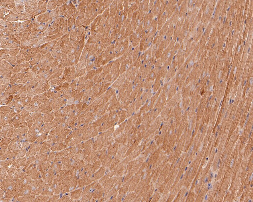 Immunohistochemical analysis of paraffin-embedded mouse heart tissue with Mouse anti-HSP60 antibody (EM00704) at 1/1,000 dilution.<br />
<br />
The section was pre-treated using heat mediated antigen retrieval with Tris-EDTA buffer (pH 9.0) for 20 minutes. The tissues were blocked in 1% BSA for 20 minutes at room temperature, washed with ddH2O and PBS, and then probed with the primary antibody (EM00704) at 1/1,000 dilution for 1 hour at room temperature. The detection was performed using an HRP conjugated compact polymer system. DAB was used as the chromogen. Tissues were counterstained with hematoxylin and mounted with DPX.