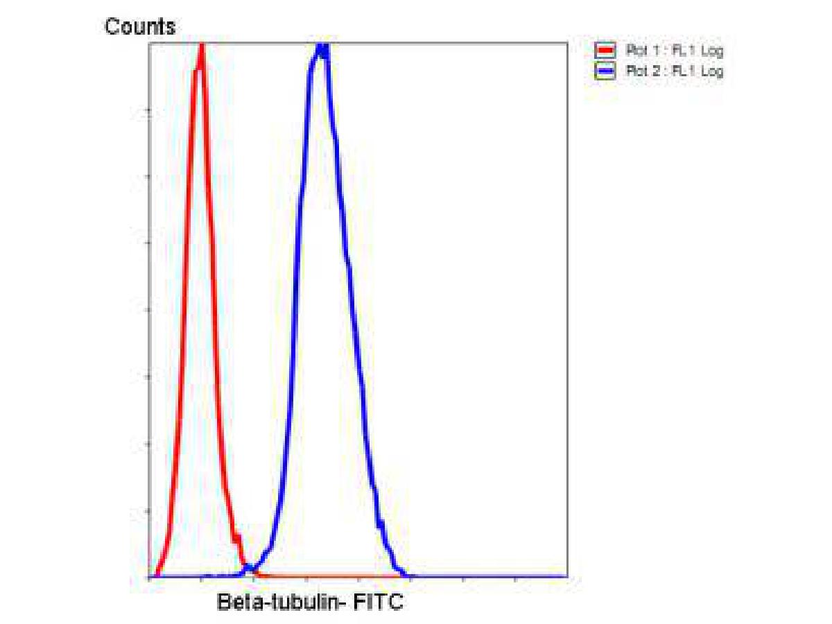 Immunocytochemistry analysis of HepG2 cells labeling Beta tubulin with Mouse anti-Beta tubulin antibody (EM0103) at 1/1,000 dilution.<br />
<br />
Cells were fixed in 4% paraformaldehyde for 30 minutes, permeabilized with 0.1% Triton X-100 in PBS for 15 minutes, and then blocked with 2% BSA for 30 minutes at room temperature. Cells were then incubated with Mouse anti-Beta tubulin antibody (EM0103) at 1/1,000 dilution in 2% BSA overnight at 4 ℃. Goat Anti-Mouse IgG H&L (iFluor™ 647, HA1127) was used as the secondary antibody at 1/1,000 dilution. PBS instead of the primary antibody was used as the secondary antibody only control. Nuclear DNA was labelled in blue with DAPI.