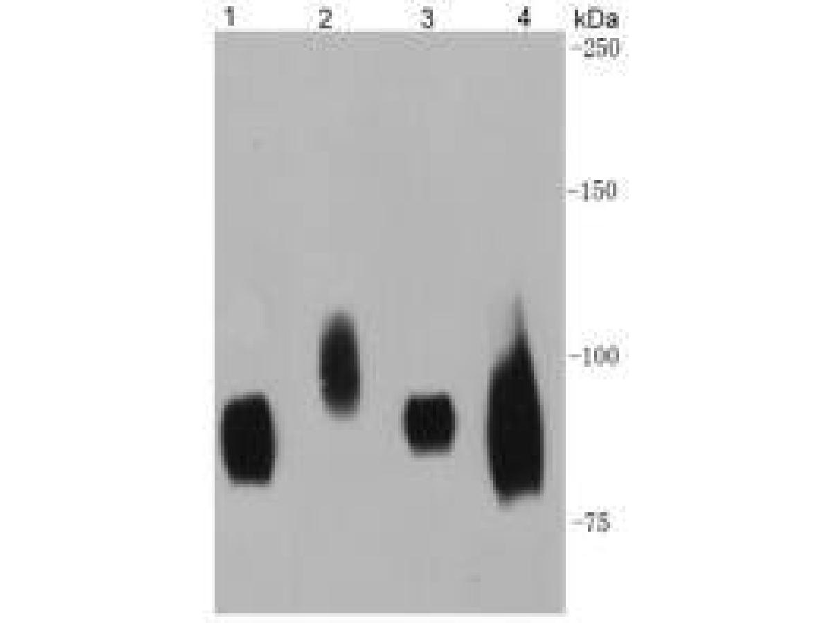 Western blot analysis of CD44 on different lysates using anti- CD44 antibody at 1/500 dilution.<br />
Positive control:<br />
Lane 1: HUVEC cell lysate<br />
Lane 2: HL-60 cell lysate<br />
Lane 3: Hela cell lysate<br />
Lane 4: SKOV-3 cell lysate