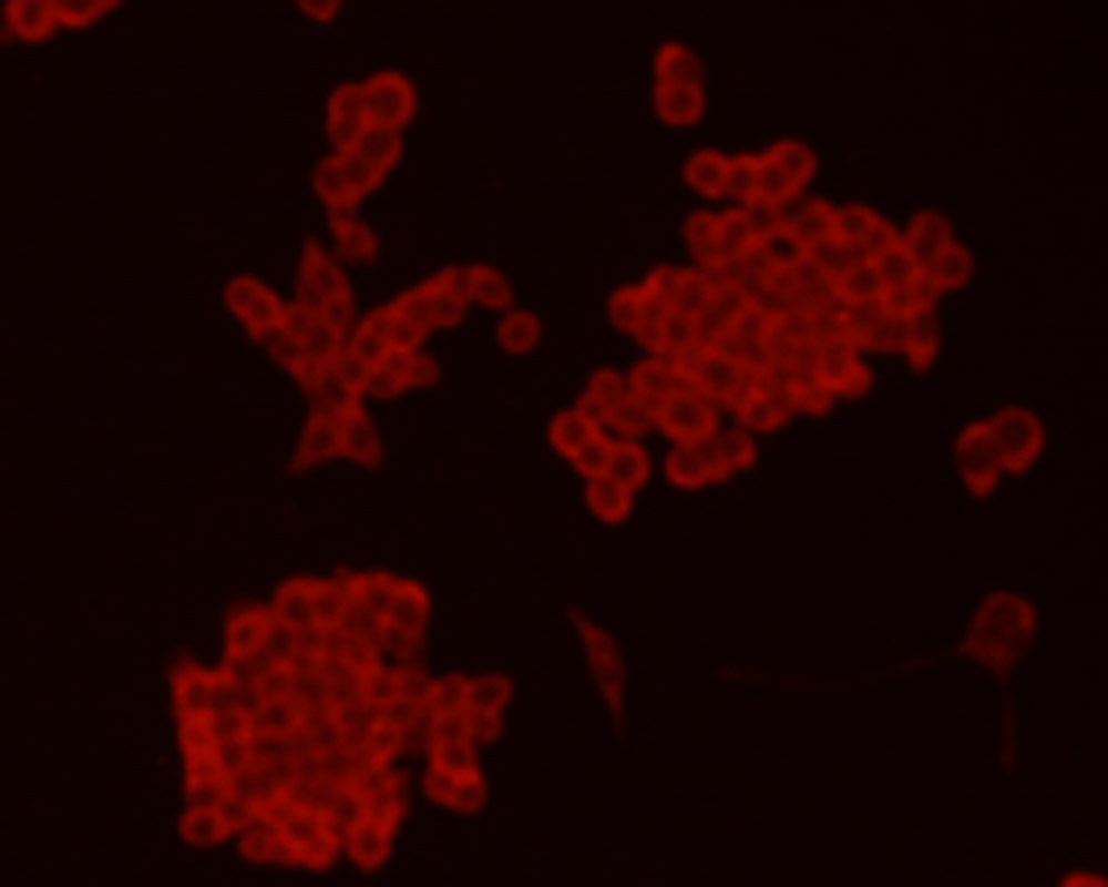 ICC staining Chromogranin A(red) in LOVO cells. Cells were fixed in paraformaldehyde, permeabilised with 0.25% Triton X100/PBS.