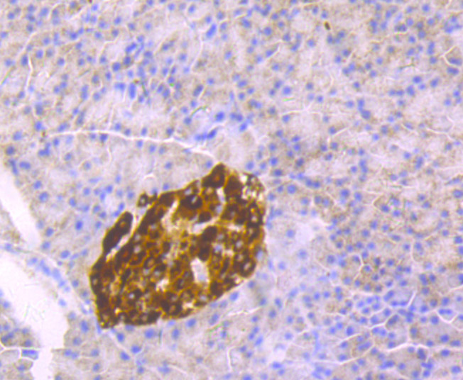 Immunohistochemical analysis of paraffin-embedded rat pancreas tissue using anti-Chromogranin A antibody. Counter stained with hematoxylin.