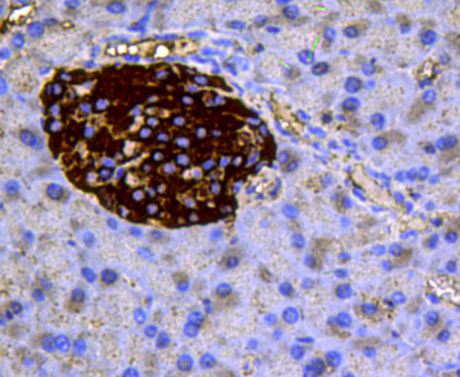 Immunohistochemical analysis of paraffin-embedded mouse pancreas tissue using anti-Chromogranin A antibody. Counter stained with hematoxylin.