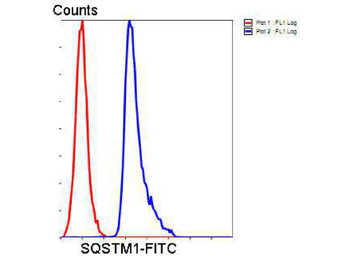 Flow cytometric analysis of Hela cells with SQSTM1 antibody at 1/50 dilution (blue) compared with an unlabelled control (cells without incubation with primary antibody; red). Goat anti mouse IgG (FITC) was used as the secondary antibody.
