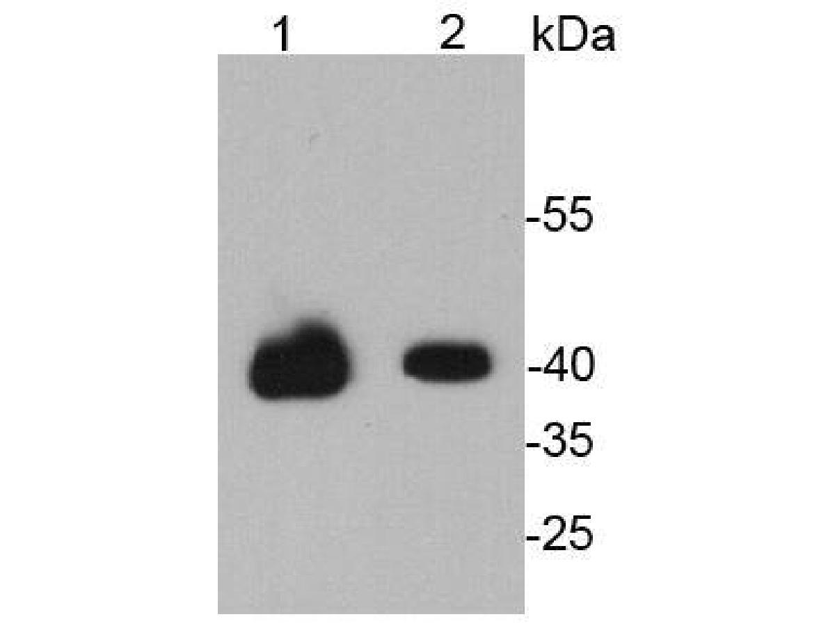 Western blot analysis of Oct4 on different lysates using anti-Oct4 antibody at 1/1,000 dilution.<br />
Positive control:<br />
Lane 1: NCCIT cell lysate<br />
Lane 2: D3 cell lysate