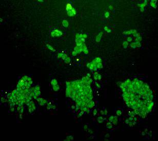 ICC staining of OCT-4 in F9 cells (green).  Cells were fixed in paraformaldehyde, permeabilised with 0.25% Triton X100/PBS.