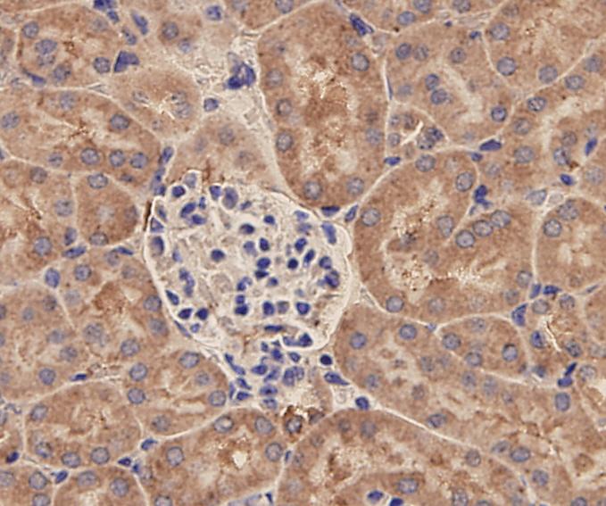 Immunohistochemical analysis of paraffin-embedded mouse kidney tissue using EpCAM antibody. Counter stained with  hematoxylin.