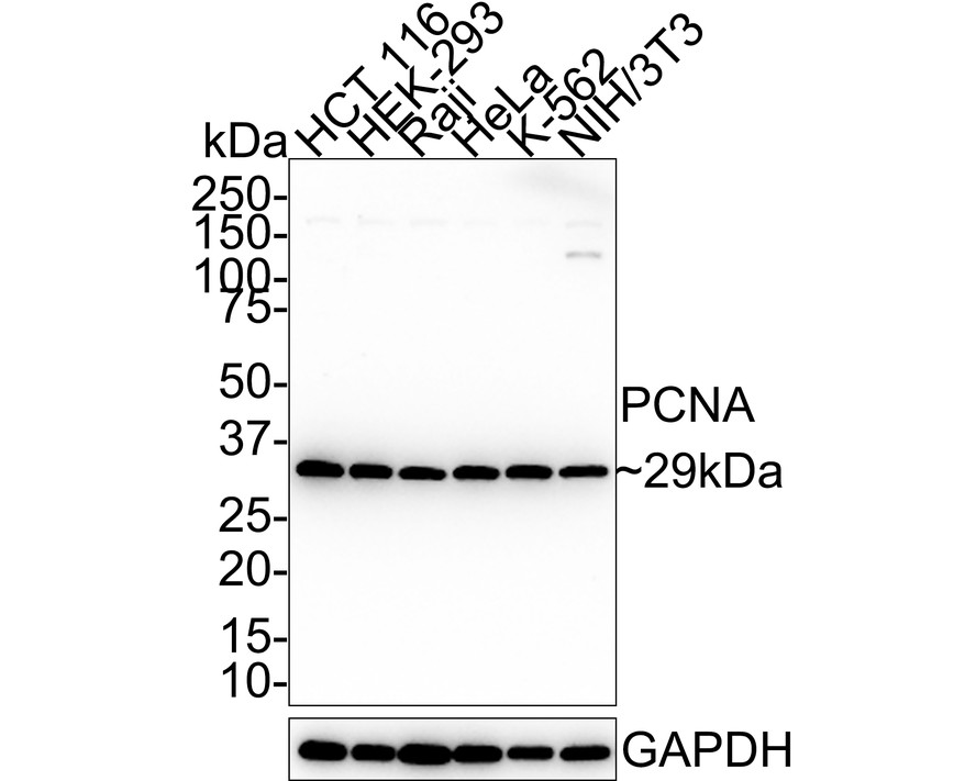 Western blot analysis of PCNA on different lysates using anti-PCNA antibody at 1/1,000 dilution.<br />
Positive control:    <br />
Lane 1: L929 cell lysate<br />
Lane 2: MCF-7 cell lysate<br />
Lane 3: PC-12 cell lysate<br />
Lane 4: Raji cell lysate<br />
Lane 5: F9 cell lysate<br />
Lane 6: A549 cell lysate