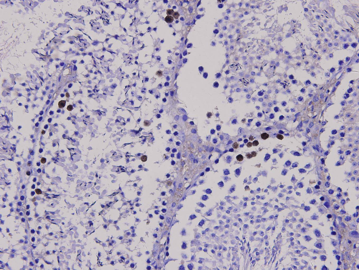 Immunohistochemical analysis of paraffin-embedded mouse testis tissue using BAX antibody. Counter stained with hematoxylin.