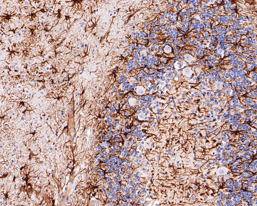 Immunohistochemical analysis of paraffin-embedded rat cerebellum tissue with Mouse anti-GFAP antibody (EM140707) at 1/600 dilution.<br />
<br />
The section was pre-treated using heat mediated antigen retrieval with Tris-EDTA buffer (pH 9.0) for 20 minutes. The tissues were blocked in 1% BSA for 20 minutes at room temperature, washed with ddH2O and PBS, and then probed with the primary antibody (EM140707) at 1/600 dilution for 1 hour at room temperature. The detection was performed using an HRP conjugated compact polymer system. DAB was used as the chromogen. Tissues were counterstained with hematoxylin and mounted with DPX.