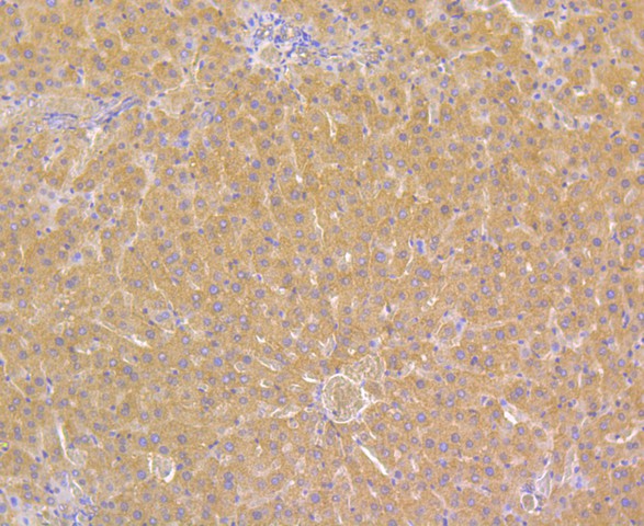 Immunohistochemical analysis of paraffin-embedded rat liver tissue using anti- ORM1 antibody. Counter stained with hematoxylin.