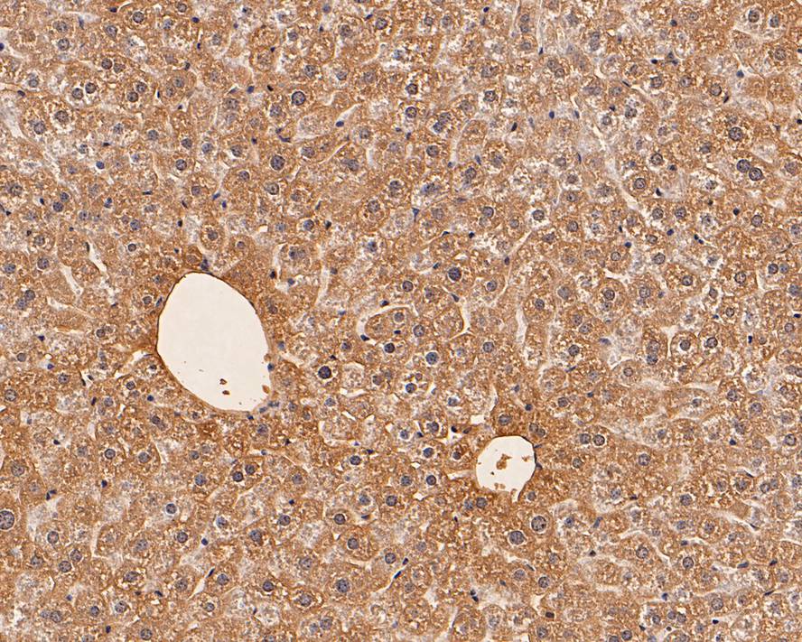 Immunohistochemical analysis of paraffin-embedded mouse liver tissue using anti-ORM1 antibody. Counter stained with hematoxylin.