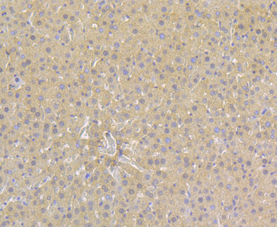 Immunohistochemical analysis of paraffin-embedded rat liver tissue using anti- Alpha-1-acid glycoprotein antibody. Counter stained with hematoxylin.