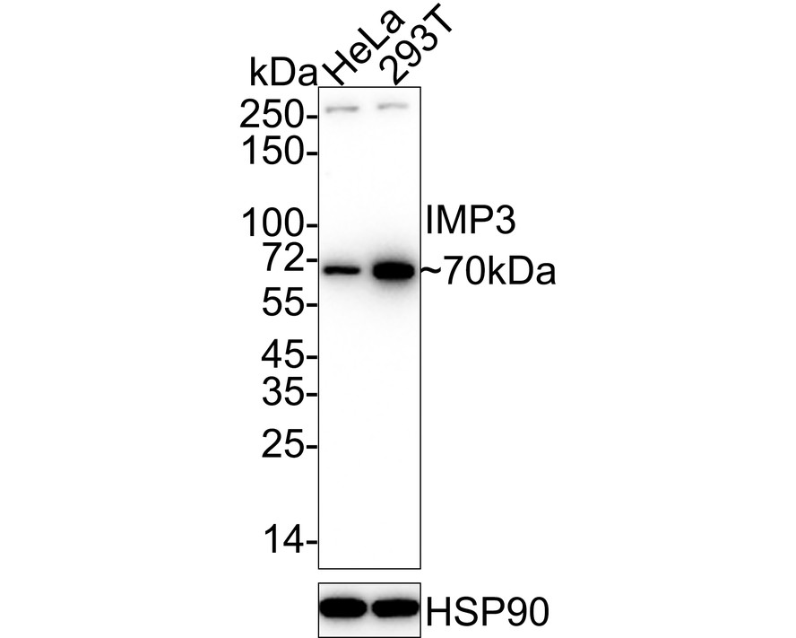 Western blot analysis of IMP-3 on Hela cell lysates with Rabbit anti-IMP-3 antibody (EM1701-15) at 1/1,000 dilution.<br />
<br />
Lysates/proteins at 10 µg/Lane.<br />
<br />
Predicted band size: 64 kDa<br />
Observed band size: 64 kDa<br />
<br />
Exposure time: 1 minute;<br />
<br />
10% SDS-PAGE gel.<br />
<br />
Proteins were transferred to a PVDF membrane and blocked with 5% NFDM/TBST for 1 hour at room temperature. The primary antibody (EM1701-15) at 1/1,000 dilution was used in 5% NFDM/TBST at room temperature for 2 hours. Goat Anti-Rabbit IgG - HRP Secondary Antibody (HA1001) at 1:300,000 dilution was used for 1 hour at room temperature.
