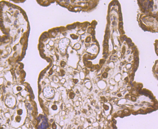 Immunohistochemical analysis of paraffin-embedded human placenta tissue using anti-IMP-3 antibody. Counter stained with hematoxylin.