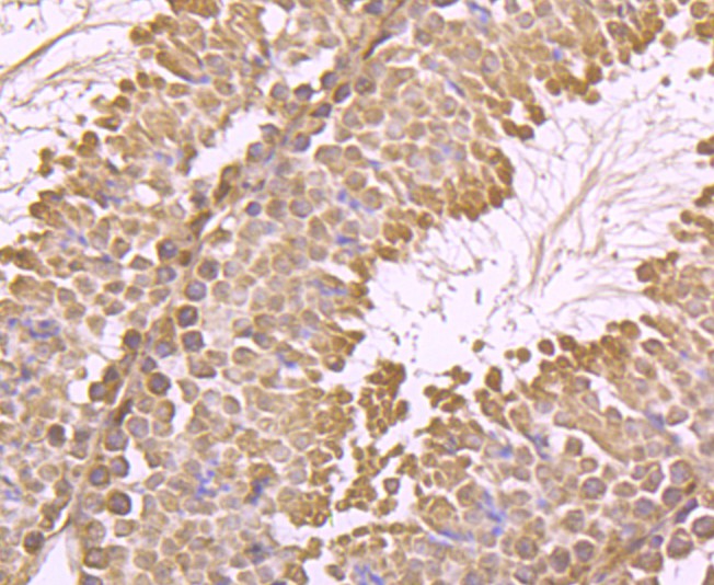 Immunohistochemical analysis of paraffin-embedded mouse testis tissue using anti-IMP3 antibody. Counter stained with hematoxylin.