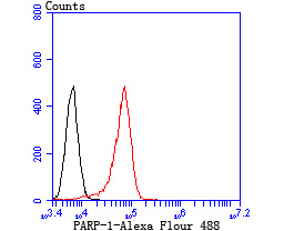 Flow cytometric analysis of Daudi cells with PARP1 antibody at 1/100 dilution (red) compared with an unlabelled control (cells without incubation with primary antibody; black).