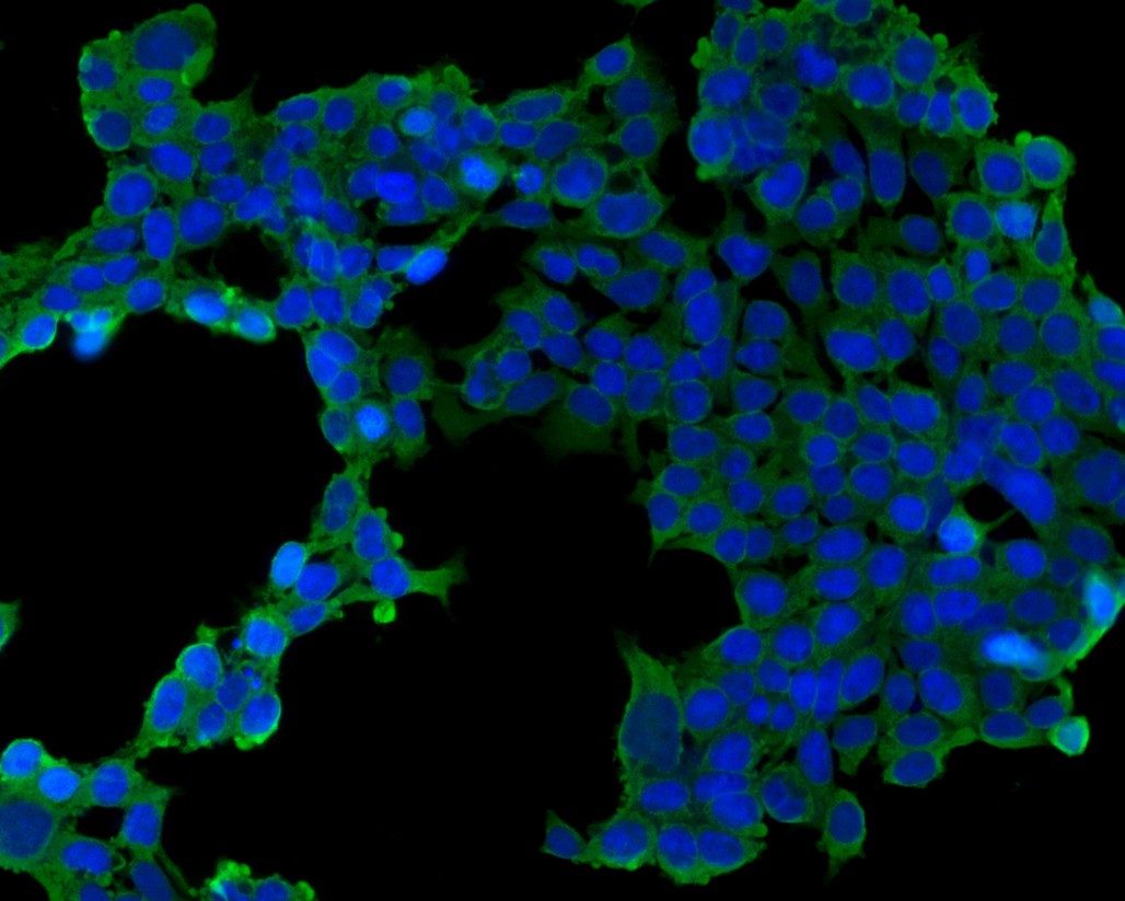 ICC staining tim3 (green) in 293T cells. The nuclear counter stain is DAPI (blue). Cells were fixed in paraformaldehyde, permeabilised with 0.25% Triton X100/PBS.
