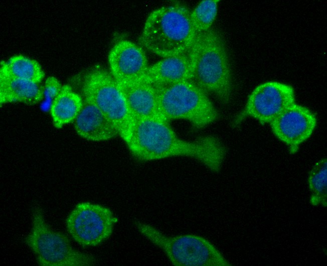 ICC staining EGFR (green) in LOVO cells. The nuclear counter stain is DAPI (blue). Cells were fixed in paraformaldehyde, permeabilised with 0.25% Triton X100/PBS.