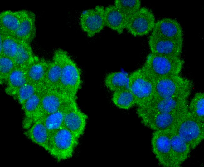 ICC staining EGFR (green) in SW480 cells. The nuclear counter stain is DAPI (blue). Cells were fixed in paraformaldehyde, permeabilised with 0.25% Triton X100/PBS.