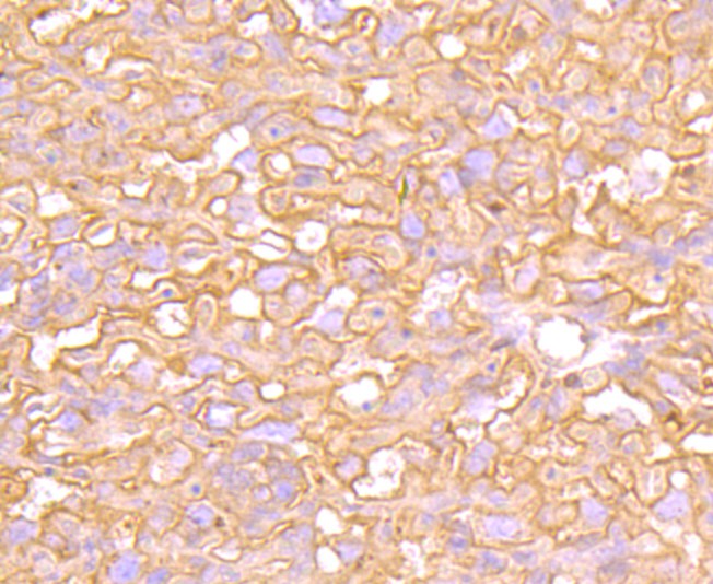 Immunohistochemical analysis of paraffin-embedded mouse placenta tissue using anti-EGFR antibody. Counter stained with hematoxylin.