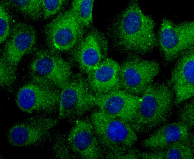 ICC staining Grp75 (green) in A549 cells. The nuclear counter stain is DAPI (blue). Cells were fixed in paraformaldehyde, permeabilised with 0.25% Triton X100/PBS.