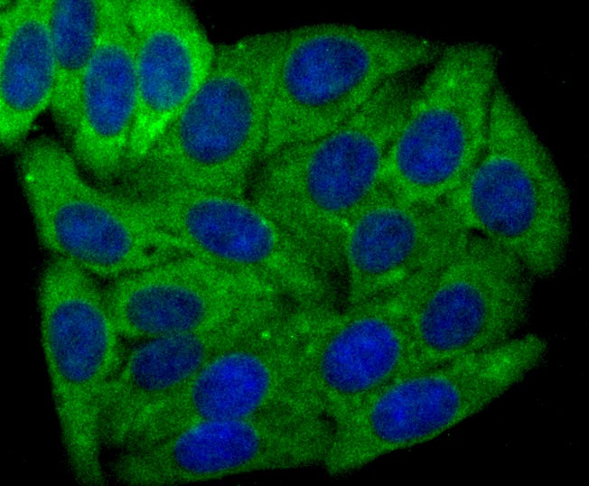 ICC staining Grp75 (green) in HepG2 cells. The nuclear counter stain is DAPI (blue). Cells were fixed in paraformaldehyde, permeabilised with 0.25% Triton X100/PBS.