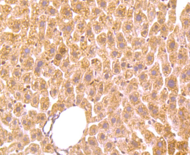 Immunohistochemical analysis of paraffin-embedded mouse liver tissue using anti-Grp75 antibody. Counter stained with hematoxylin.