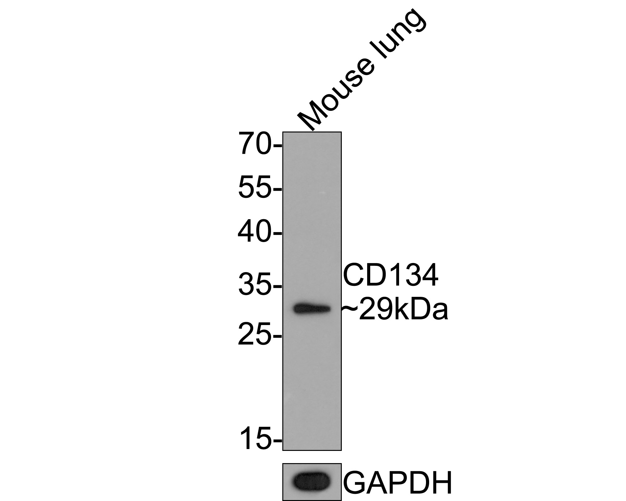 Western blot analysis of CD134/OX40 on mouse lung tissue lysates with Mouse anti-CD134/OX40 antibody (EM1701-24) at 1/500 dilution.<br />
<br />
Lysates/proteins at 20 µg/Lane.<br />
<br />
Predicted band size: 29 kDa<br />
Observed band size: 29  kDa<br />
<br />
Exposure time: 2 minutes;<br />
<br />
12% SDS-PAGE gel.<br />
<br />
Proteins were transferred to a PVDF membrane and blocked with 5% NFDM/TBST for 1 hour at room temperature. The primary antibody (EM1701-24) at 1/500 dilution was used in 5% NFDM/TBST at room temperature for 2 hours. Goat Anti-Mouse IgG - HRP Secondary Antibody (HA1006) at 1:100,000 dilution was used for 1 hour at room temperature.