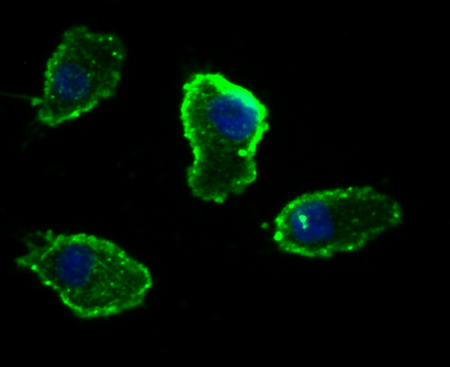 ICC staining CD134 (green) in Hela cells. The nuclear counter stain is DAPI (blue). Cells were fixed in paraformaldehyde, permeabilised with 0.25% Triton X100/PBS.