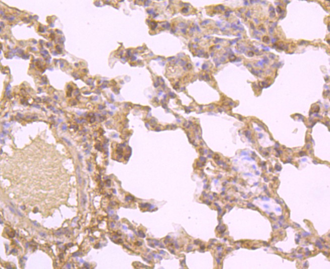 Immunohistochemical analysis of paraffin-embedded rat lung tissue using anti-CD134 antibody. Counter stained with hematoxylin.