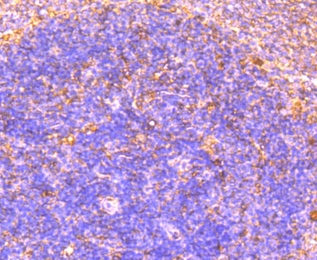 Immunohistochemical analysis of paraffin-embedded rat spleen tissue using anti-CD134 antibody. Counter stained with hematoxylin.