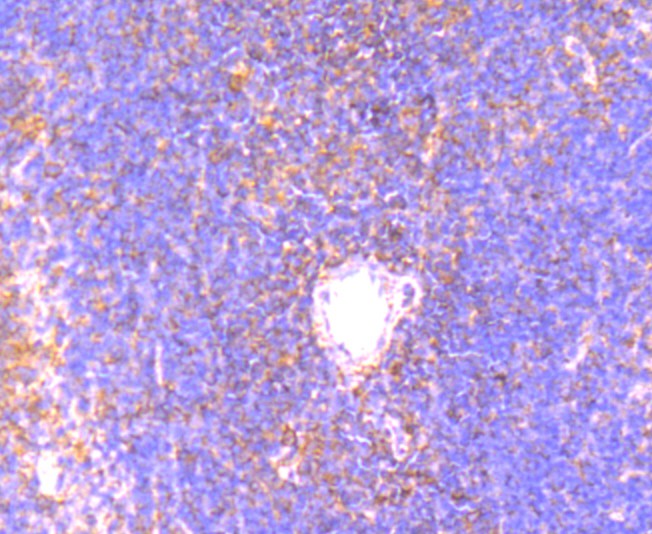 Immunohistochemical analysis of paraffin-embedded mouse spleen tissue using anti-CD134 antibody. Counter stained with hematoxylin.