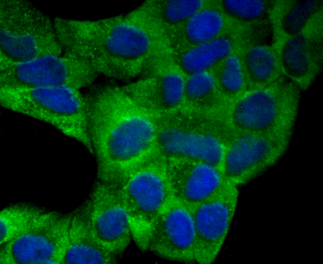 ICC staining CD134 (green) in Hela cells. The nuclear counter stain is DAPI (blue). Cells were fixed in paraformaldehyde, permeabilised with 0.25% Triton X100/PBS.