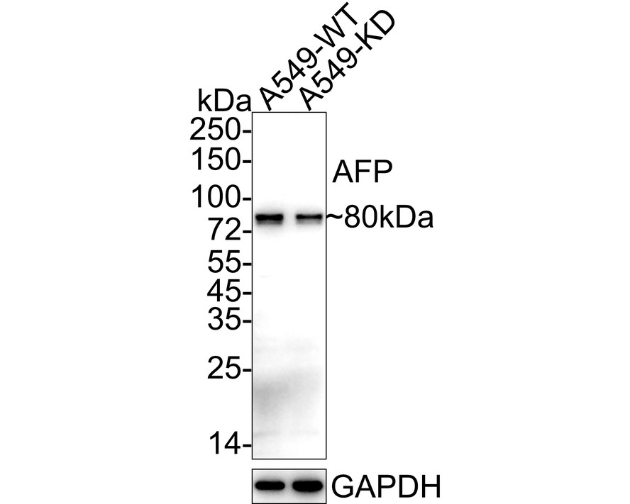 Western blot analysis of AFP on different lysates with Mouse anti-AFP antibody (EM1701-31) at 1/500 dilution.<br />
<br />
Lane 1: Hela cell lysate<br />
Lane 2: HepG2 cell lysate<br />
<br />
Lysates/proteins at 10 µg/Lane.<br />
<br />
Predicted band size: 69 kDa<br />
Observed band size: 90 kDa<br />
<br />
Exposure time: 2 minutes;<br />
<br />
10% SDS-PAGE gel.<br />
<br />
Proteins were transferred to a PVDF membrane and blocked with 5% NFDM/TBST for 1 hour at room temperature. The primary antibody (EM1701-31) at 1/500 dilution was used in 5% NFDM/TBST at room temperature for 2 hours. Goat Anti-Mouse IgG - HRP Secondary Antibody (HA1006) at 1:100,000 dilution was used for 1 hour at room temperature.