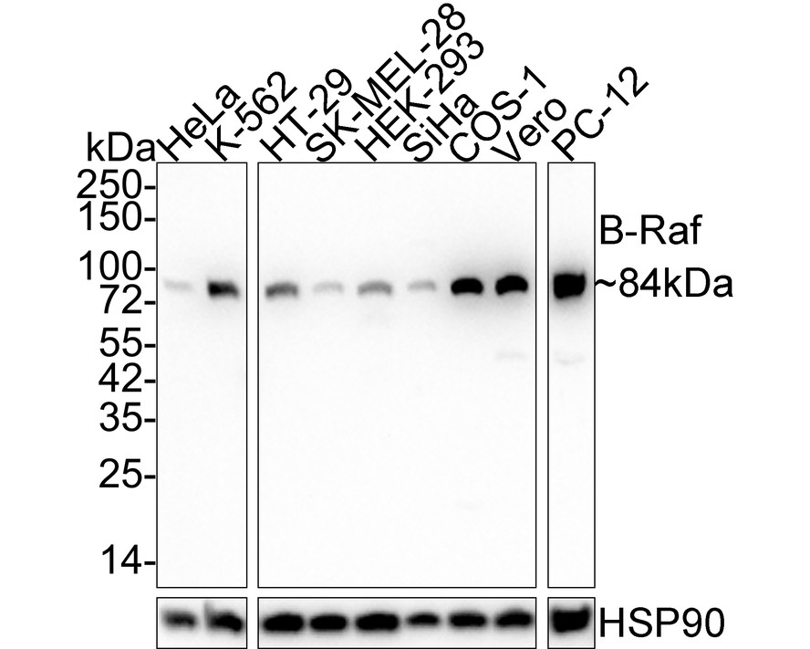 Western blot analysis of B Raf on SiHa cell lysate using anti-B Raf antibody at 1/1,000 dilution.