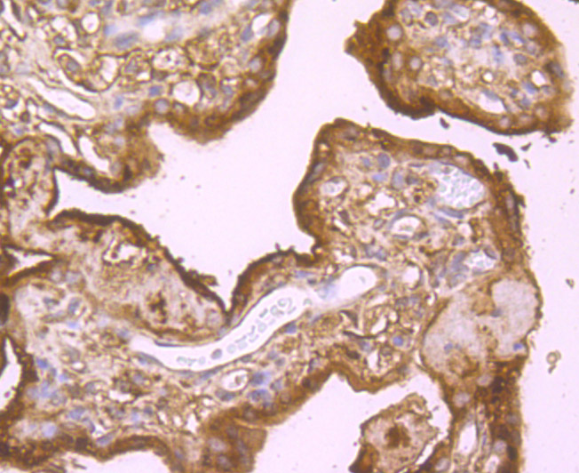Immunohistochemical analysis of paraffin-embedded human placenta tissue using anti-B Raf antibody. Counter stained with hematoxylin.
