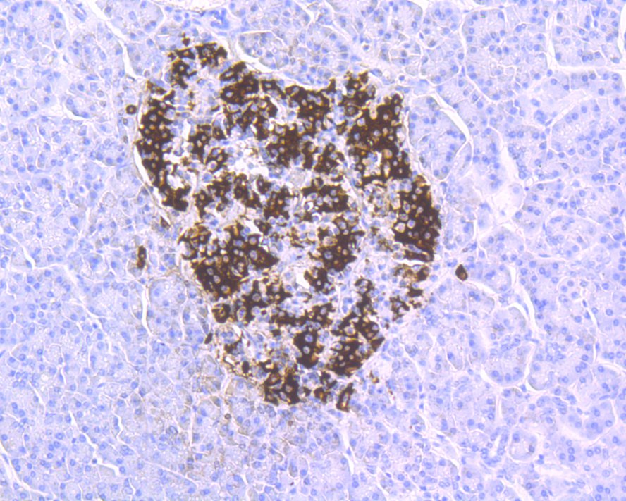 Immunohistochemical analysis of paraffin-embedded human pancreas tissue with Mouse anti-Insulin antibody (EM1701-33) at 1/5,000 dilution.<br />
<br />
The section was pre-treated using heat mediated antigen retrieval with Tris-EDTA buffer (pH 9.0) for 20 minutes. The tissues were blocked in 1% BSA for 20 minutes at room temperature, washed with ddH2O and PBS, and then probed with the primary antibody (EM1701-33) at 1/5,000 dilution for 1 hour at room temperature. The detection was performed using an HRP conjugated compact polymer system. DAB was used as the chromogen. Tissues were counterstained with hematoxylin and mounted with DPX.