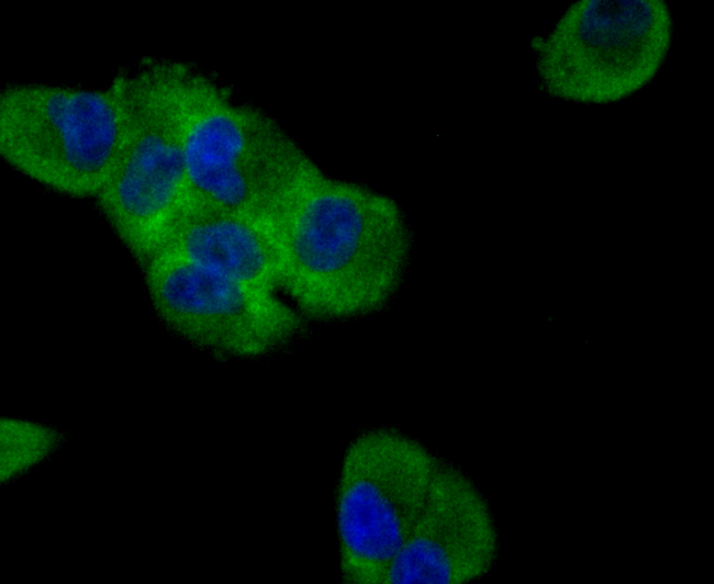 ICC staining Glucagon (green) in PANC-1 cells. The nuclear counter stain is DAPI (blue). Cells were fixed in paraformaldehyde, permeabilised with 0.25% Triton X100/PBS.