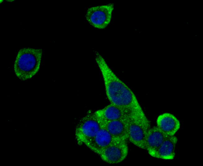 ICC staining Glucagon (green) in LOVO cells. The nuclear counter stain is DAPI (blue). Cells were fixed in paraformaldehyde, permeabilised with 0.25% Triton X100/PBS.