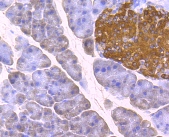 Immunohistochemical analysis of paraffin-embedded mouse pancreas tissue using anti-Glucagon antibody. Counter stained with hematoxylin.