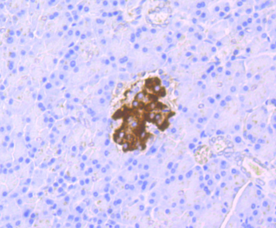Immunohistochemical analysis of paraffin-embedded rat pancreas tissue using anti-Glucagon antibody. Counter stained with hematoxylin.