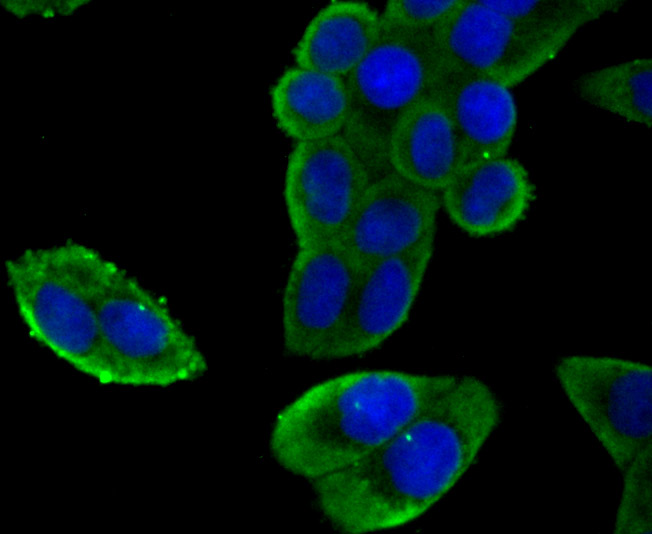 ICC staining NaV1.7 (green) in Hela cells. The nuclear counter stain is DAPI (blue). Cells were fixed in paraformaldehyde, permeabilised with 0.25% Triton X100/PBS.