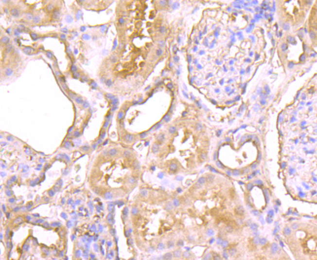 Immunohistochemical analysis of paraffin-embedded human kidney tissue using anti-CTHRC1 antibody. Counter stained with hematoxylin.