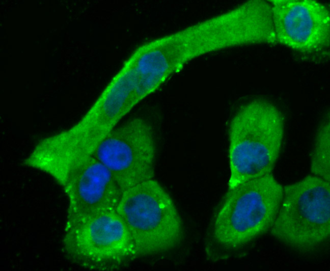 ICC staining Cardiac Troponin T (green) in A431 cells. The nuclear counter stain is DAPI (blue). Cells were fixed in paraformaldehyde, permeabilised with 0.25% Triton X100/PBS.