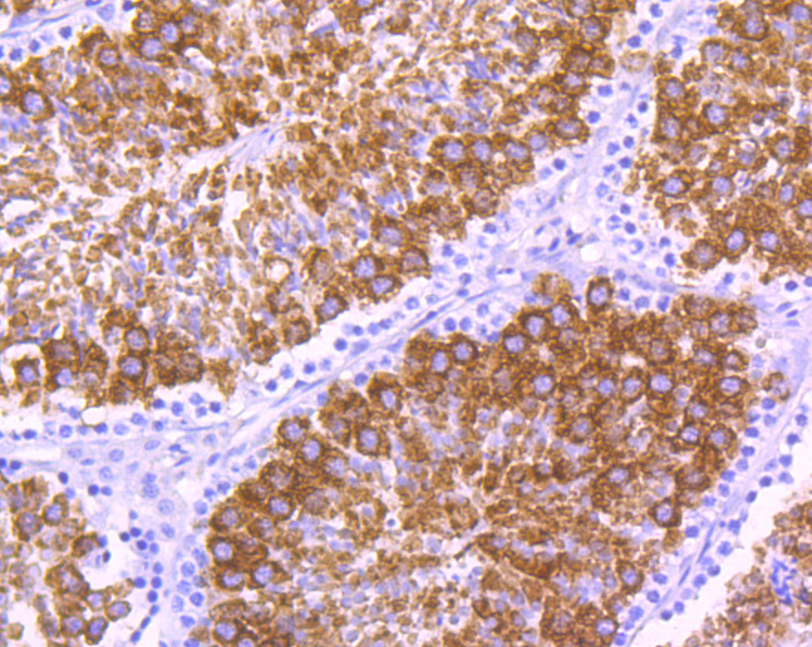 Immunohistochemical analysis of paraffin-embedded mouse testis tissue using anti-MSY2 antibody. Counter stained with hematoxylin.