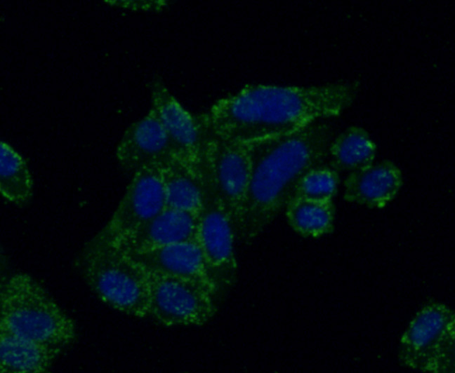 ICC staining GRB2 (green) in HepG2 cells. The nuclear counter stain is DAPI (blue). Cells were fixed in paraformaldehyde, permeabilised with 0.25% Triton X100/PBS.
