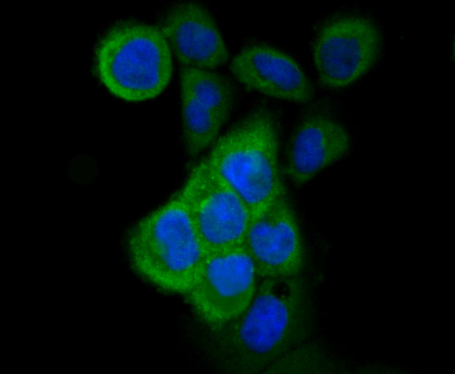ICC staining CD11b (green) in A431 cells. The nuclear counter stain is DAPI (blue). Cells were fixed in paraformaldehyde, permeabilised with 0.25% Triton X100/PBS.