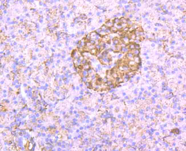 Immunohistochemical analysis of paraffin-embedded human pancreas tissue using anti-CD130 antibody. Counter stained with hematoxylin.